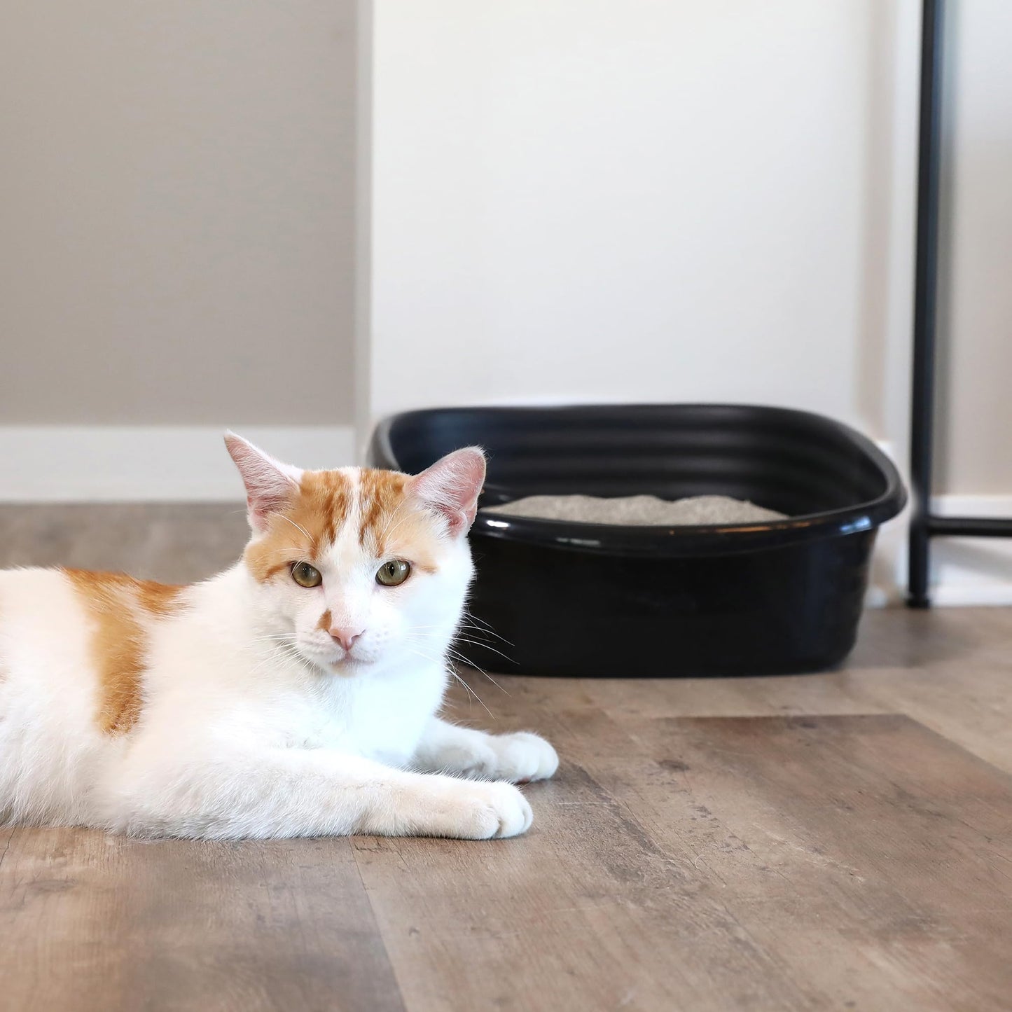Arm & Hammer Cat Boxes for Indoor Cats with Microban, Sifting Litter Box, Scoop Free Cat Litter Tray, USA Made