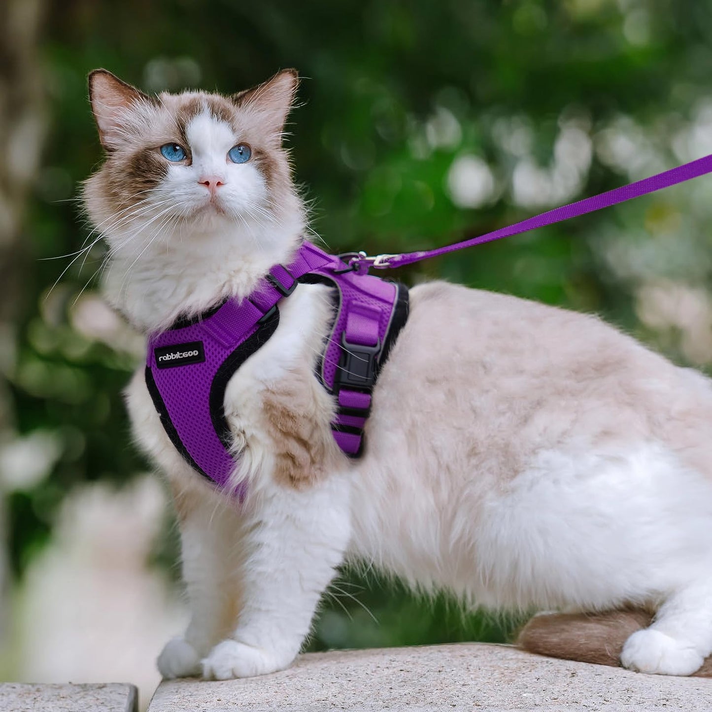 rabbitgoo Cat Harness and Leash for Walking, Escape Proof Soft Adjustable Vest Harnesses for Cats, Easy Control Breathable Reflective Strips Jacket, Black, XS