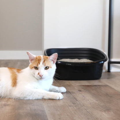 Arm & Hammer Cat Boxes for Indoor Cats with Microban, Sifting Litter Box, Scoop Free Cat Litter Tray, USA Made