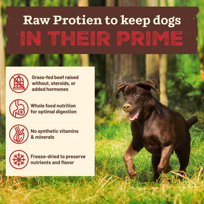 Primal Kibble in The Raw, Freeze Dried Dog Food, Puppy Recipe, Scoop & Serve, Made with Raw Protein, Whole Ingredient Nutrition, Crafted in The USA, Dry Dog Food 5.4 lb Bag